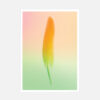 Postcards "Gradient Feather 2013" (set of 5) - Image 5